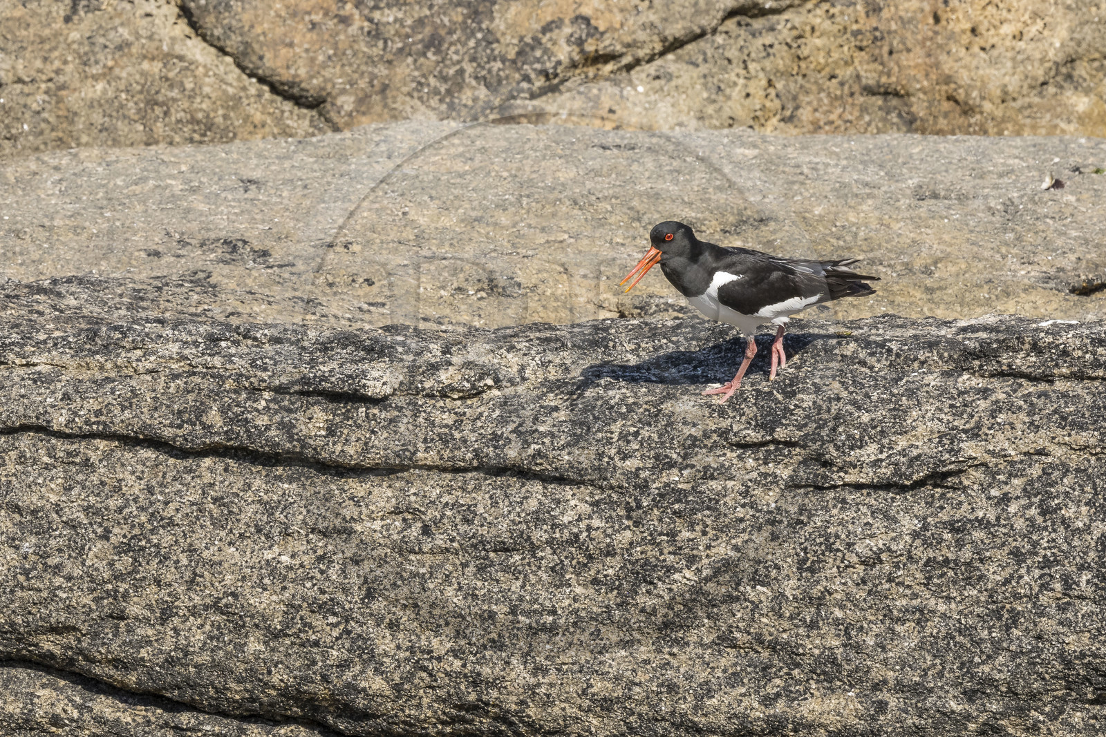 France, Finistère (29), Pays des Abers, Ile Vierge dans l'archipel de Lilia, huitrier pie (Haematopus ostralegus)