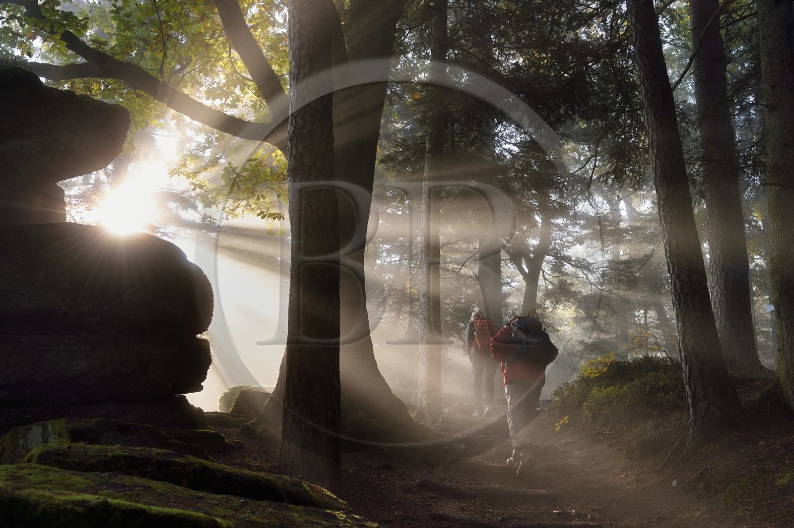 France, Bas-Rhin (67), Mont Saint-Odile, randonnée le long du Mur Païen, vestige d'un mur d'enceinte probablement de l'époque mérovingienne d'une longueur totale de onze kilomètres, lever de soleil dans la brume du petit matin