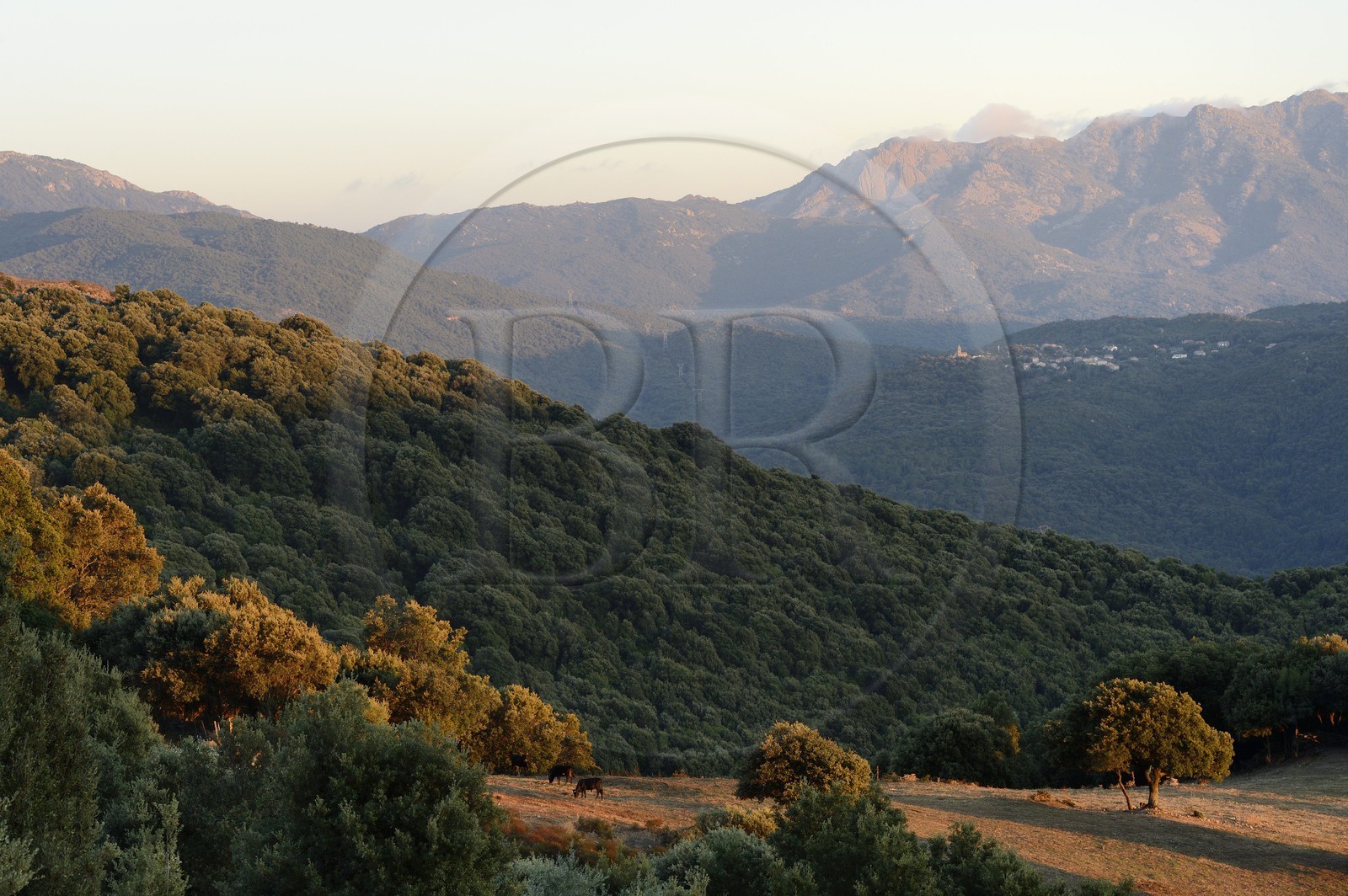 France, Corse-du-Sud (2A), Alta Rocca, vallée de Fiumicicoli et le village de Pantano en arrière plan
