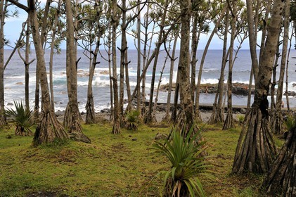 France, île de la Réunion, lieu dit Puit des Anglais vers Saint-Philippe, forêt de vacoas