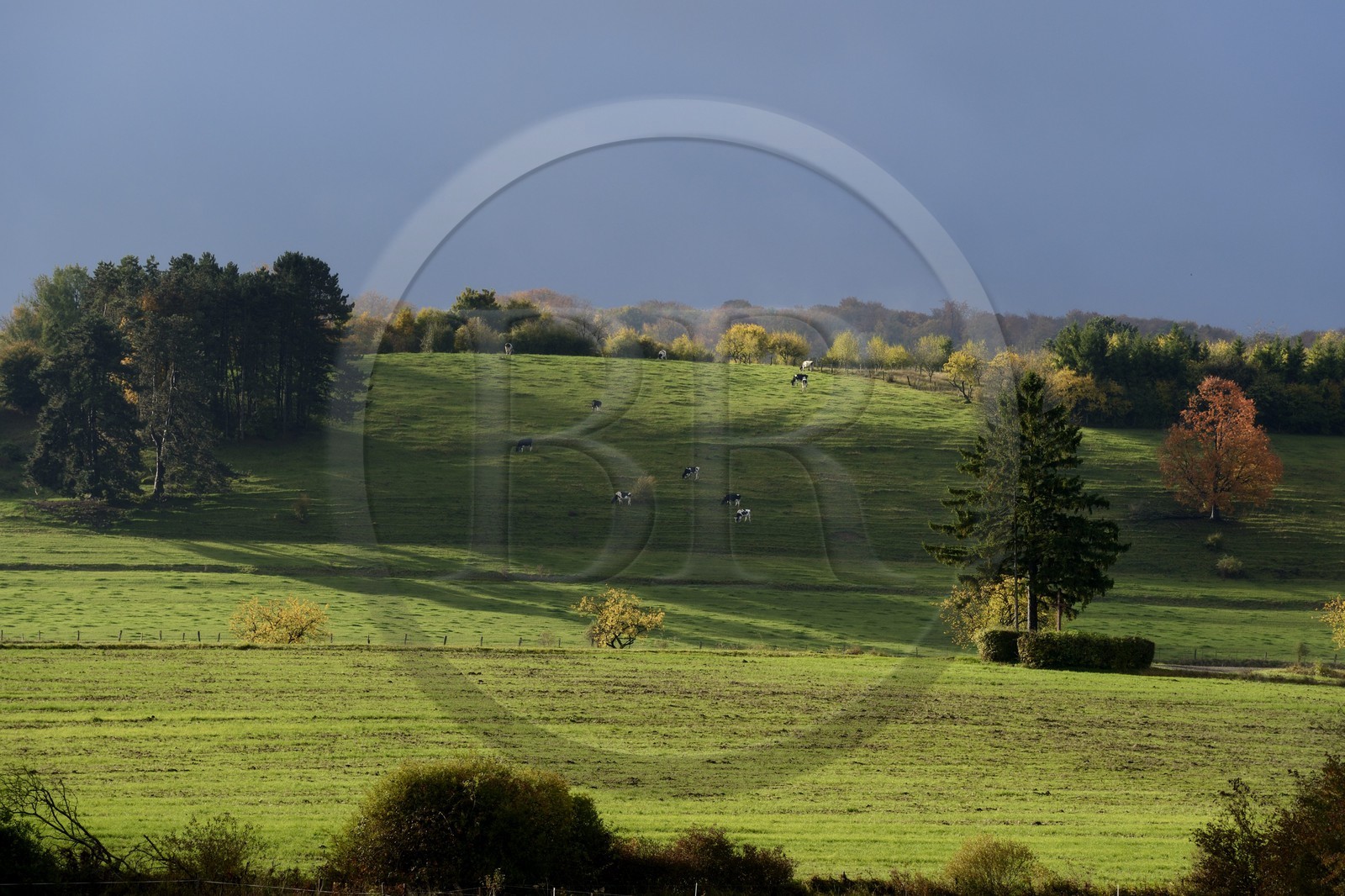 France, Meuse (55), Parc régional de Lorraine, Cotes de Meusevers Bonzée, troupeau de vaches