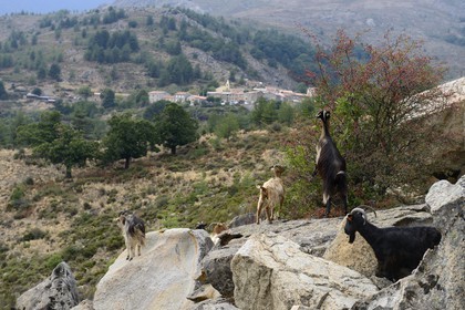 France, Haute-Corse (2B), région du Niolu (Niolo), troupeaux de chèvres devant Calasima plus haut village de Corse (1 095m)