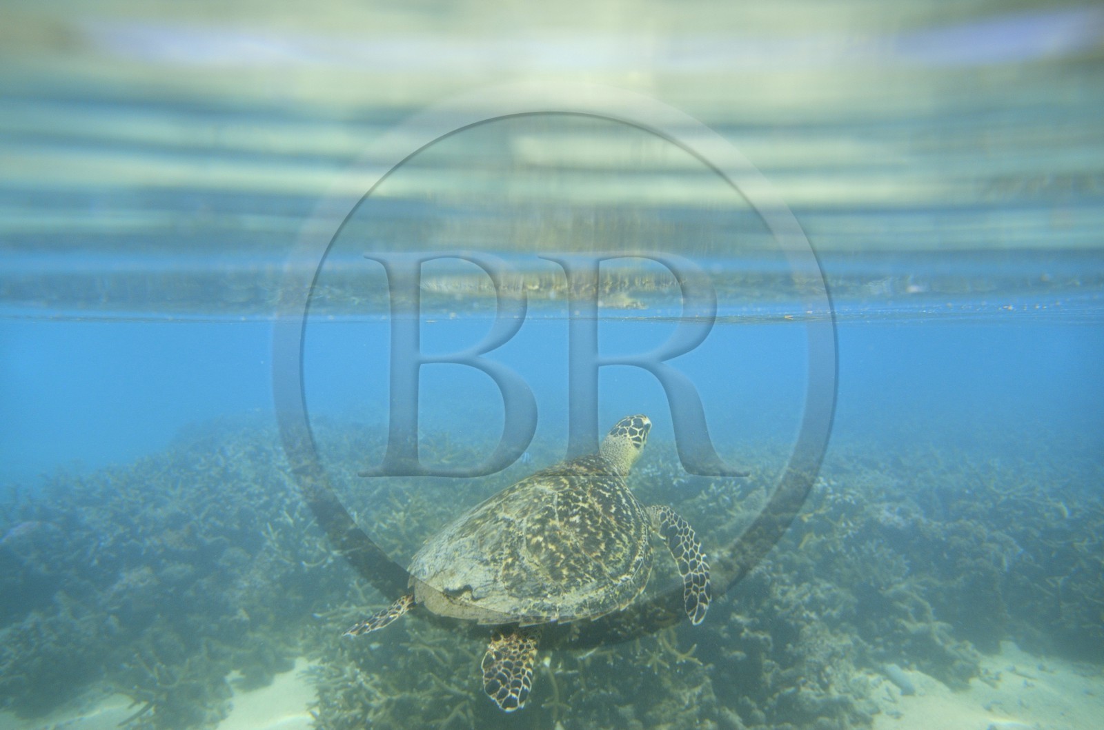France, Ile de la Reunion, Côte Ouest, Saint-Gilles-Les-Bains (commune de Saint-Paul), le récif corallien du lagon de l'Ermitage, tortue verte (Chelonia mydas) (vue sous-marine)