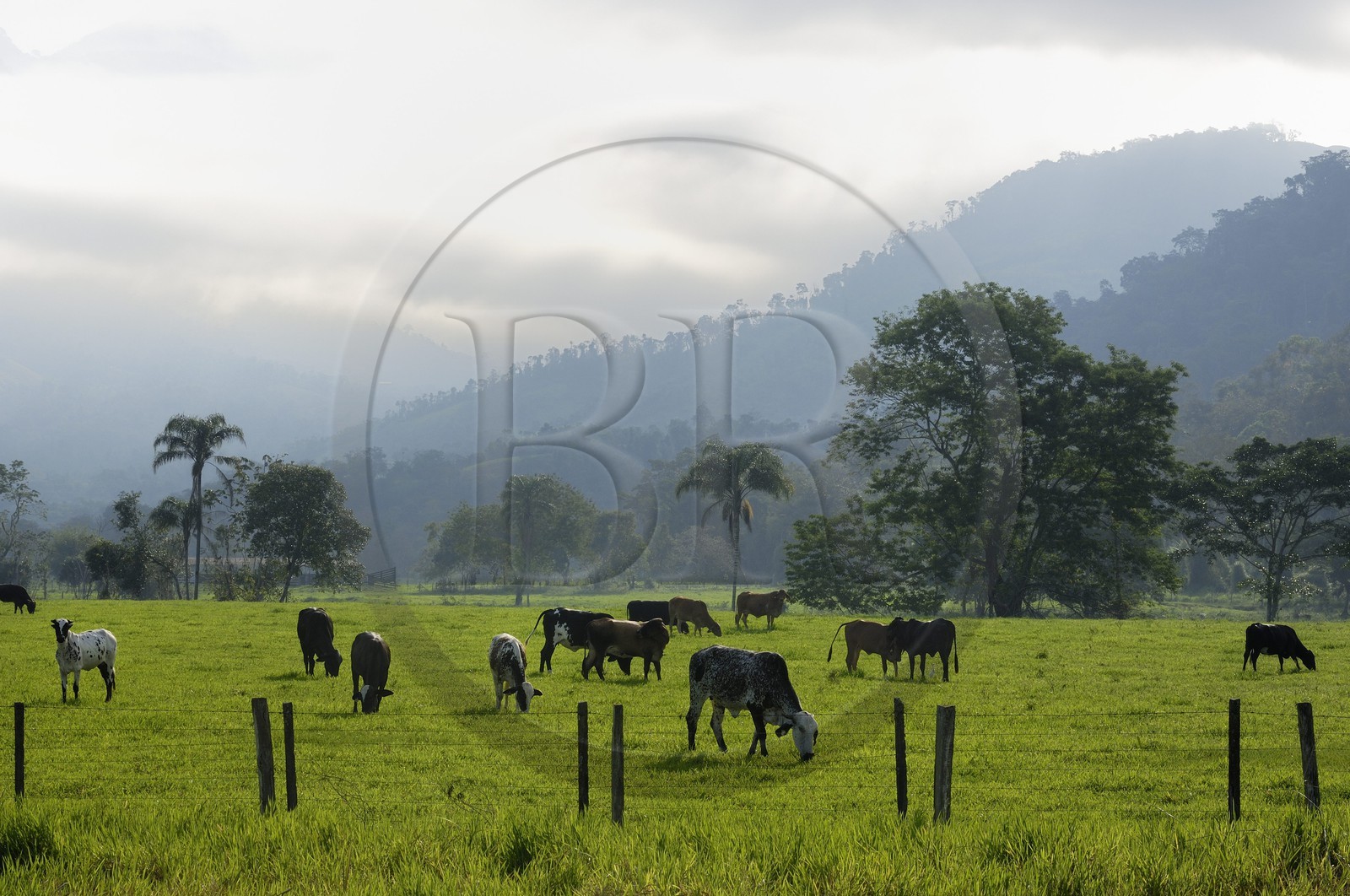 Brazil, Rio de Janeiro State, Parque Nacional de Serra da Bocaina along the Bay of Paraty, cows in meadows (Gold Route, Estrada Real)