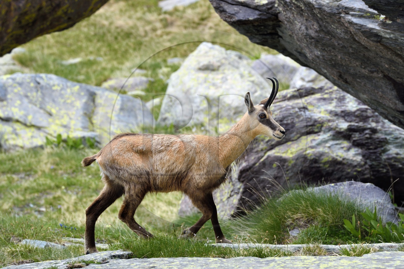 France, Alpes-Maritimes (06), parc national du Mercantour, Vallée des Merveilles, chamois à coté de la Roche de l’Autel