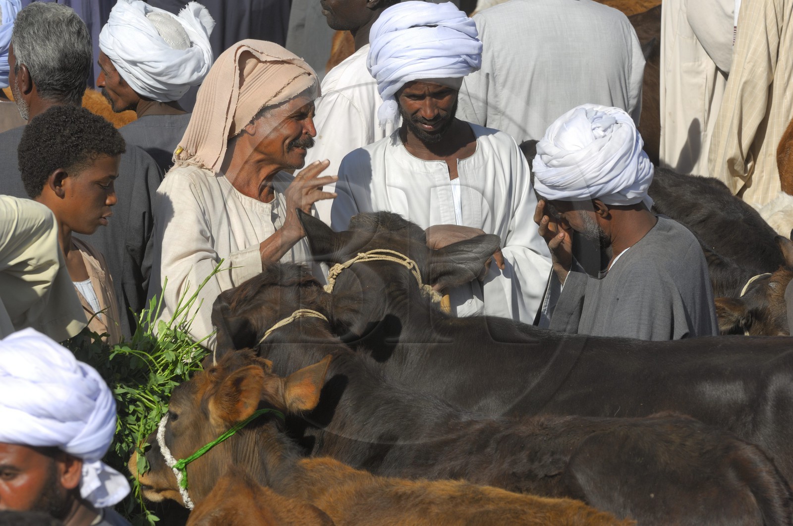 Egypt, Upper Egypt, Daraw in North Aswan, cows market