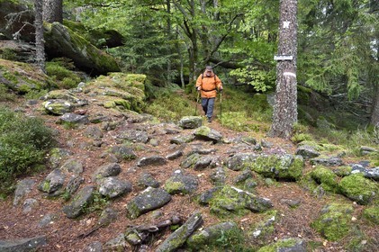 France, Haut Rhin, Thannenkirch, hiking in the Taennchel massif, along the so-called pagan wall and probably dating from medieval times