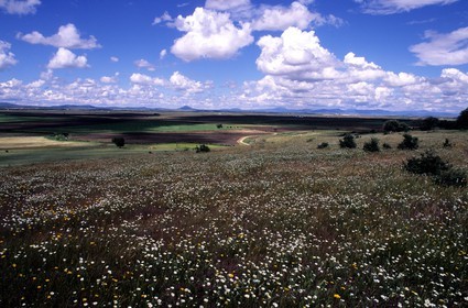 Espagne, Estrémadure, paysage de la plaine au nord de Don Benito, vue de la Sierra Del Villar