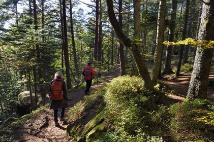 France, Bas-Rhin (67), Mont Saint-Odile, randonnée le long du Mur Païen, vestige d'un mur d'enceinte probablement de l'époque mérovingienne d'une longueur totale de onze kilomètres