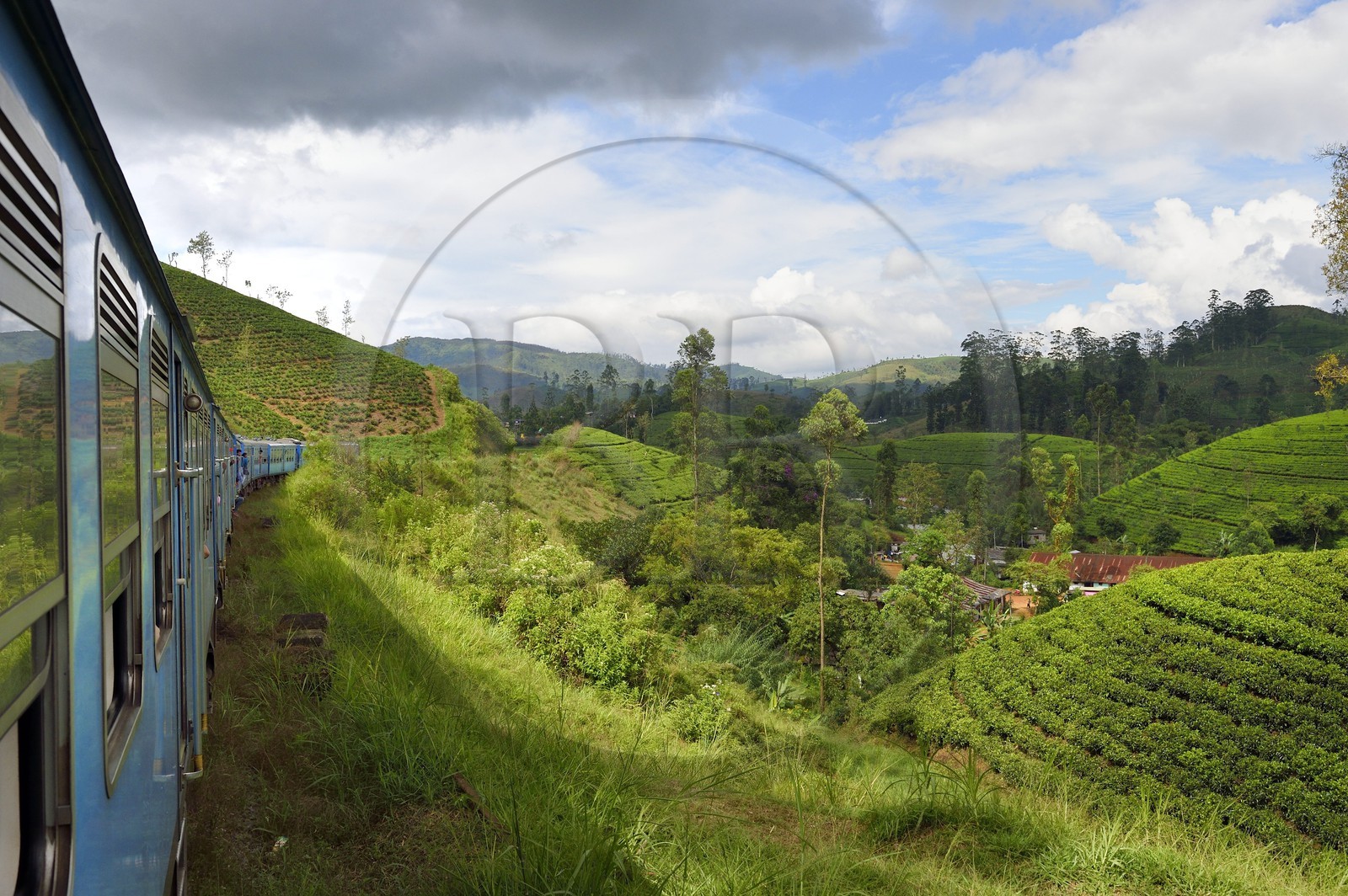 Sri Lanka, Province du Centre, trajet en train dans la région montagneuse de la culture du thé entre Hatton et Badulla, plantations de thé