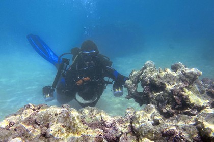 Sultanat d'Oman, gouvernorat de Mascate, réserve naturelle des Iles Daymaniyat, la photographe-plongeuse Maisa Al Hooti dans le récif corallien