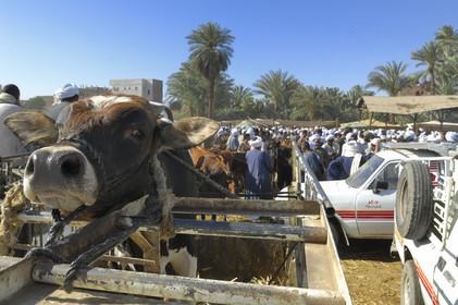 Egypte, Haute Egypte, Daraw au nord d'Assouan, marché aux vaches