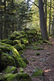 France, Bas-Rhin (67), Mont Saint-Odile, le Mur Païen, vestige d'un mur d'enceinte probablement de l'époque mérovingienne d'une longueur totale de onze kilomètres