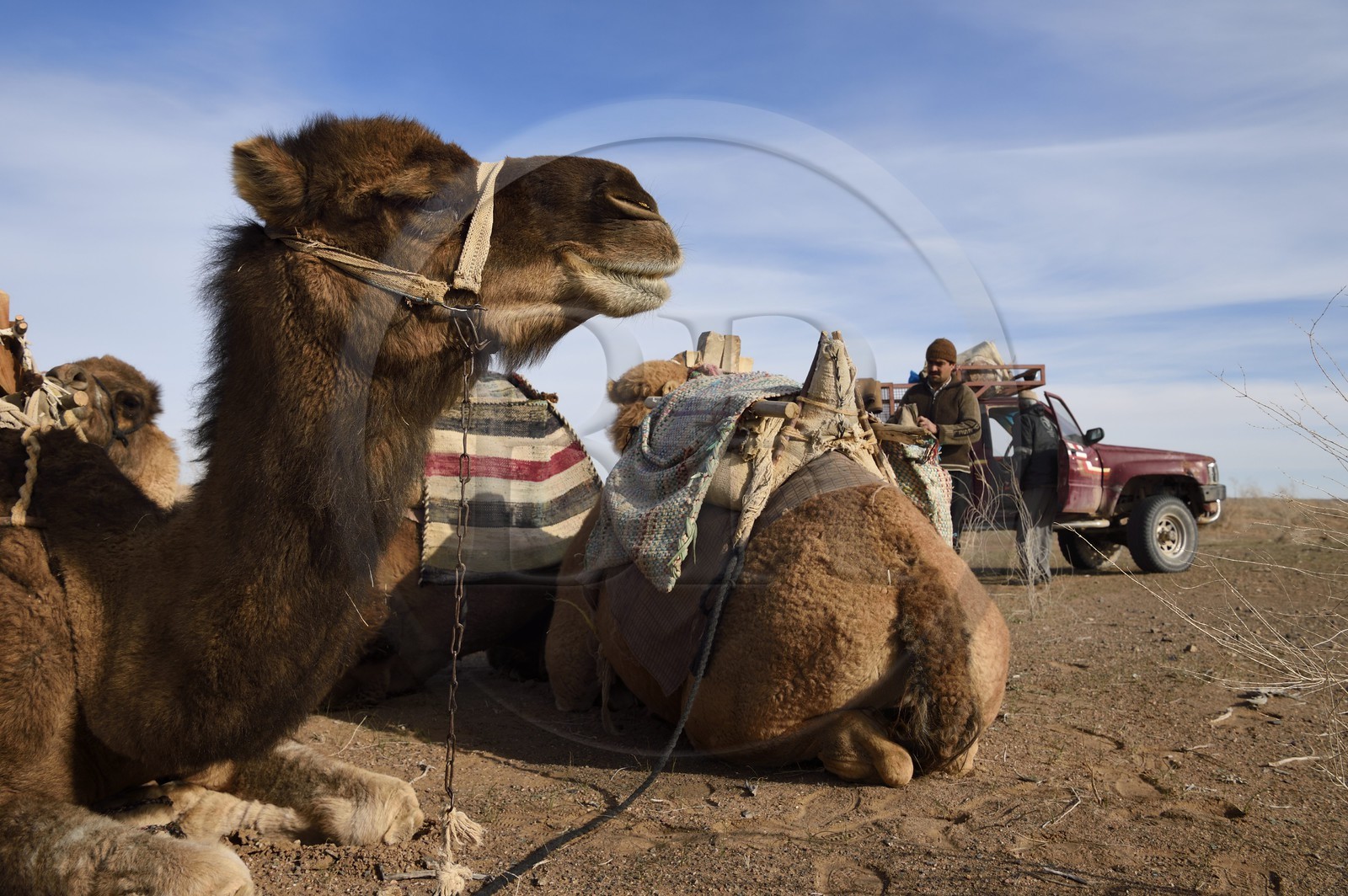 Iran, Province d'Ispahan, désert du Dasht-e Kavir, Mesr dans la région de Khur et Biabanak, chargement des dromadaires