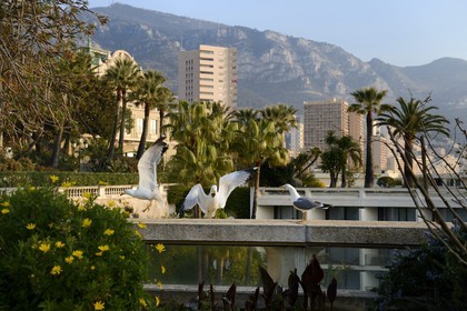 Principauté de Monaco, Monaco, mouettes sur la terrasse du jardin du casino de Monte-Carlo