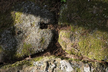 France, Bas-Rhin (67), le Mont Saint-Odile, le mur païen, les blocs étaient fixés par des mortaises