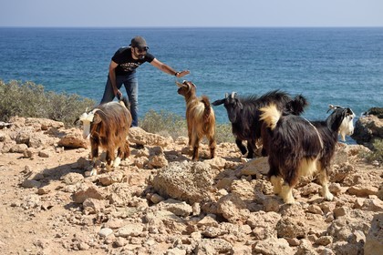Sultanat d'Oman, région d'Ash Sharqiyah, Bimmah, chèvres omanaises sur la cote rocheuse
