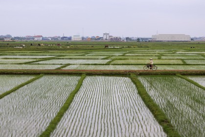 Vietnam, train from Lao Cai to Hanoi, paddyfields towards Hanoi