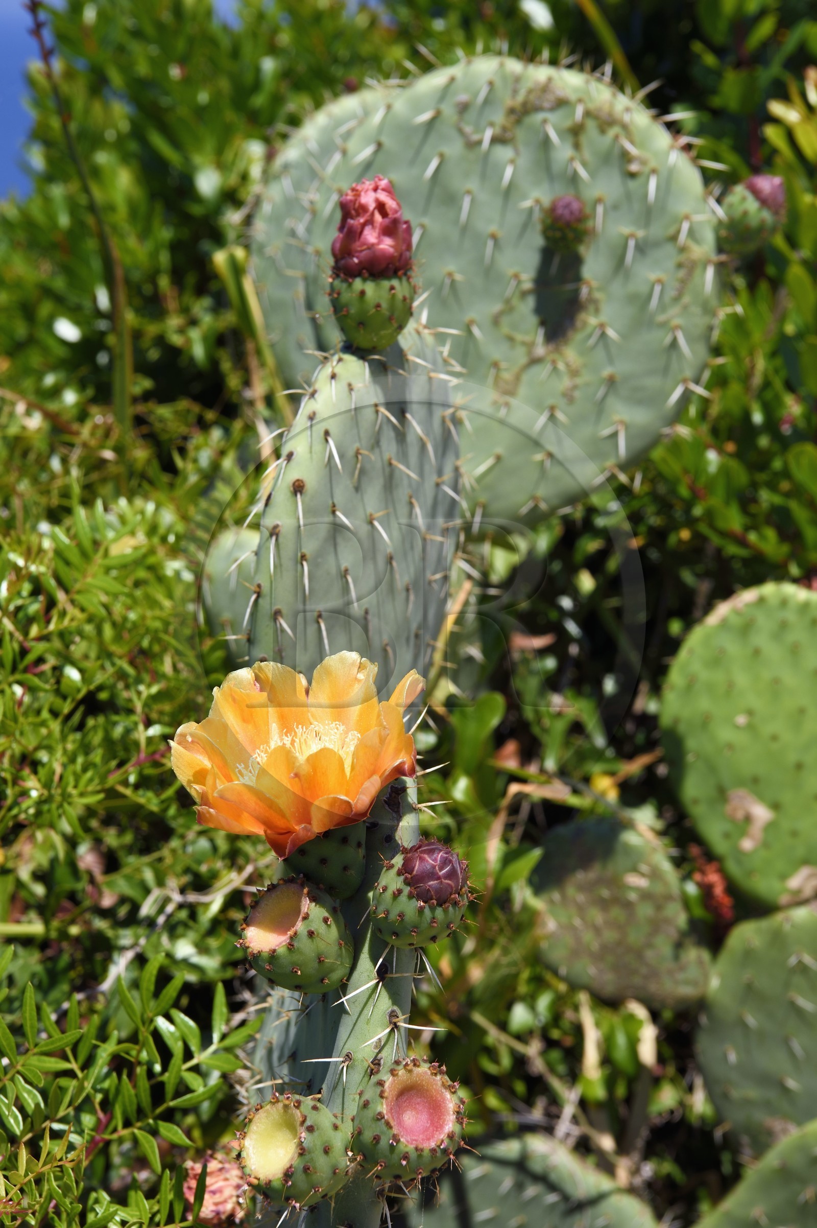 France, Var (83), Iles d'Hyères, Parc national de Port Cros, Ile du Levant, domaine naturiste d'Héliopolis, Figuier de Barbarie (Opuntia ficus-indica)