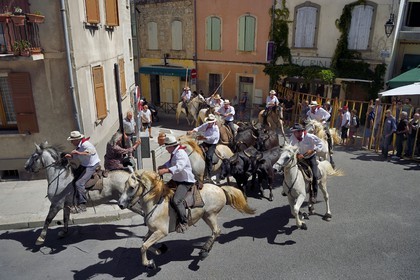France, Bouches du Rhone, Arles, the Cocarde d'Or, arrival in the arena of the bulls coming from the meadows accompanied on horseback by the guardians of the manade Jacques Mailhan, the abrivado precedes the course camarguaise