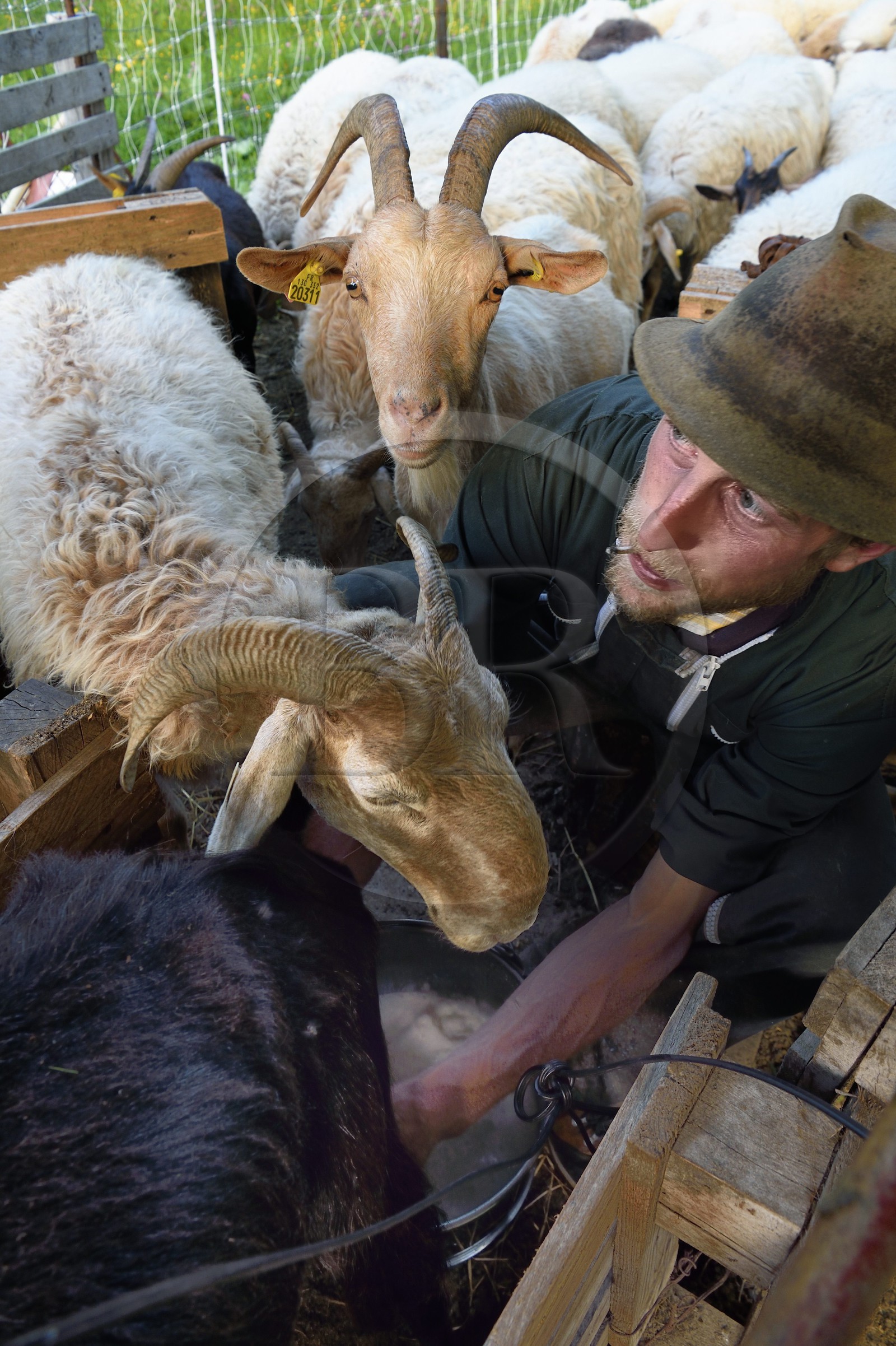 France, Alpes-Maritimes (06), vallée de la Roya (arrière-pays niçois), au pied du parc national du Mercantour, Tende, Casterino dans la vallée de la Casterine, traite à la main des brebis dans les pâtures par le berger Georges Giordano