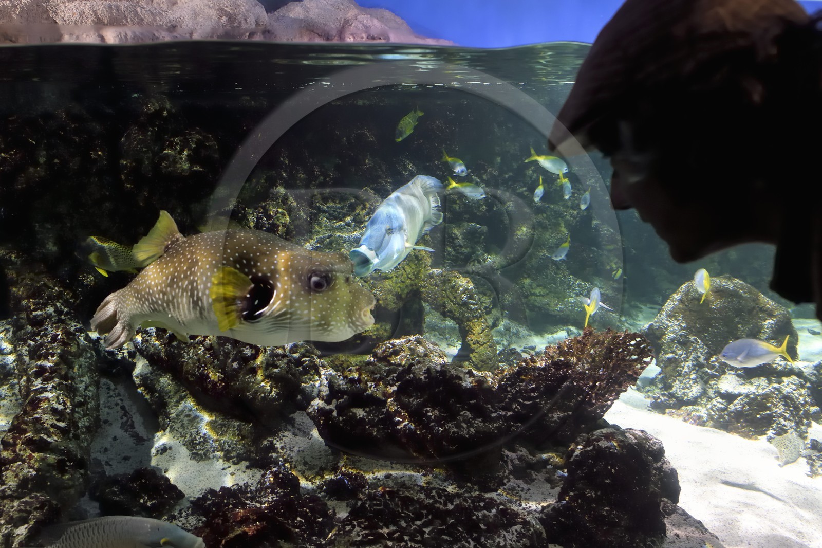 France, Charente-Maritime, La Rochelle, Aquarium La Rochelle, Compulsory Mention, Indo-Pacific zone, the lagoon,  white-spotted puffer (Arothron hispidus) and humphead wrasse (Cheilinus undulatus) in the background