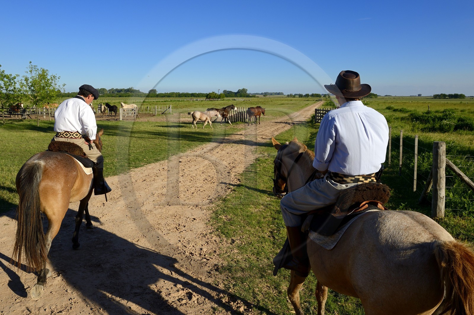 Argentine, province de Buenos Aires, San Antonio de Areco, estancia La Bamba de Areco, gauchos au travail