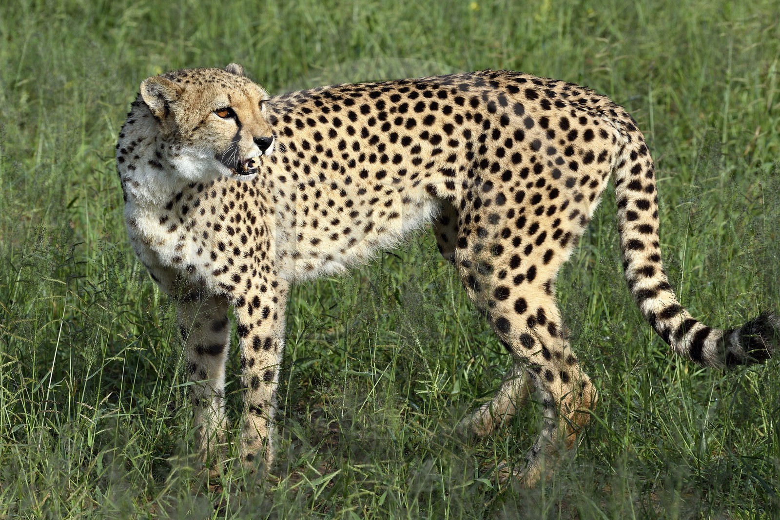 Namibie, Otjiwarongo, Cheetah Conservation Fund, centre de recherche et d'éducation, guépard (Acinonyx jubatus)