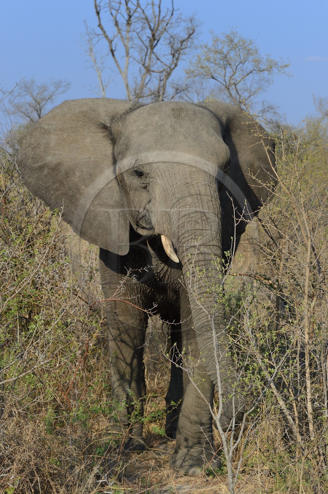 Zimbabwe, Midlands Province, Gweru, Antelope Park, African elephant (Loxodonta africana)