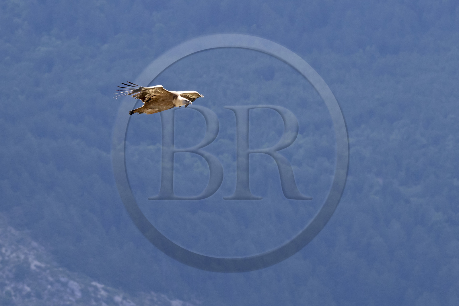 France, Drôme (26), parc naturel régional des Baronnies provençales, Rémuzat, plateau Saint-Laurent, vol d'un vautour fauve (Gyps fulvus) au dessus de la vallée de l'Oule