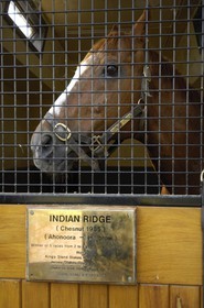 Republic of Ireland, County Kildare, Tully, Irish National Stud, a champion horse in its stall