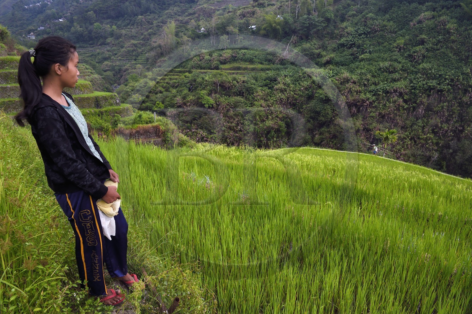 Philippines, Ifugao province, Banaue rice terraces around the village of Cambulo, listed as World Heritage by UNESCO, Shimah 16 working in the fields