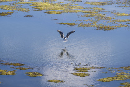 France, Vendée (85), île de Noirmoutier, Barbatre, mouette rieuse (Chroicocephalus ridibundus)
