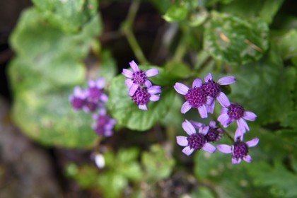 Portugal, Ile de Madère, randonnée dans La forêt de Rabaçal par la levada do Alecrim, séneçon de Madère