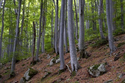 France, Haute Corse, Vivario, hiking on the GR 20, between Onda refuge and Vizzavona, Vizzavona forest
