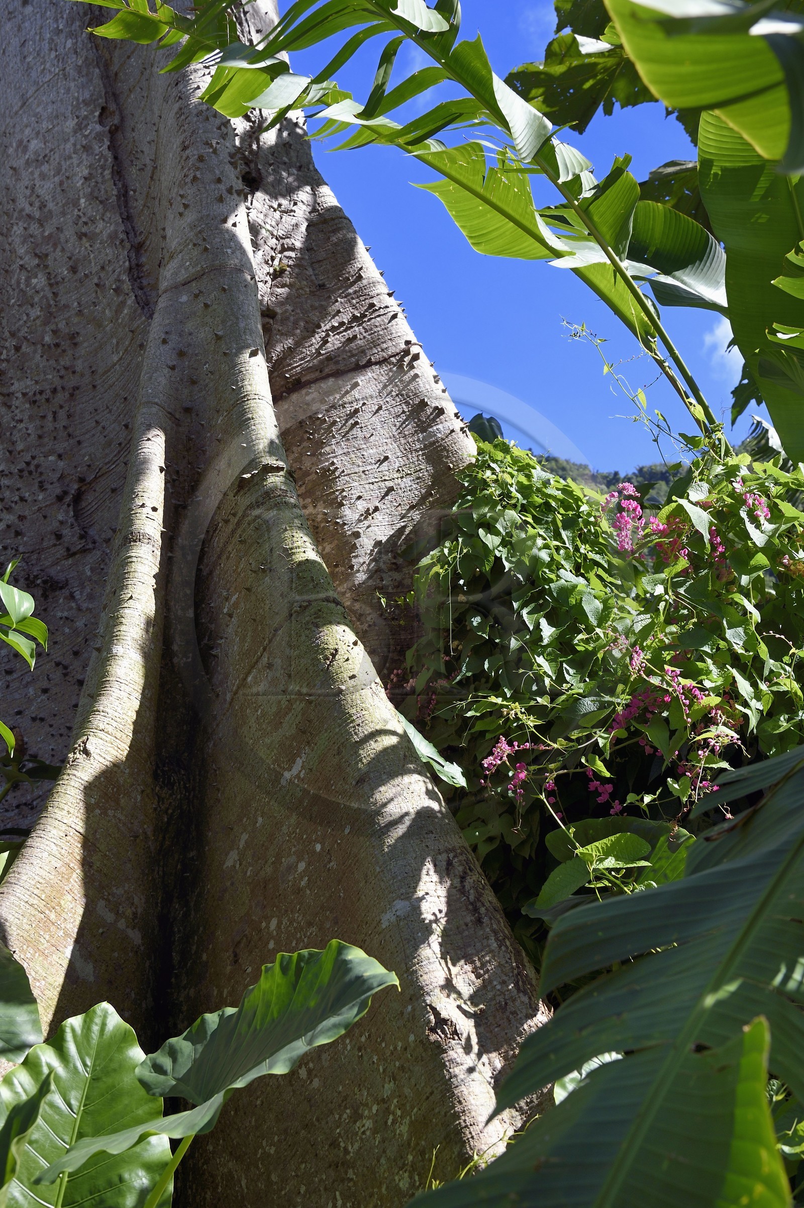 Caribbean, Dominica Island, Soufrière, in the mountains of the south of the island along Segment 1 of the Waitukubuli National Trail between Scotts Head Village and Soufriere Estate, thorny trunk of the Hura crepitans tree, sandbox tree or possumwood