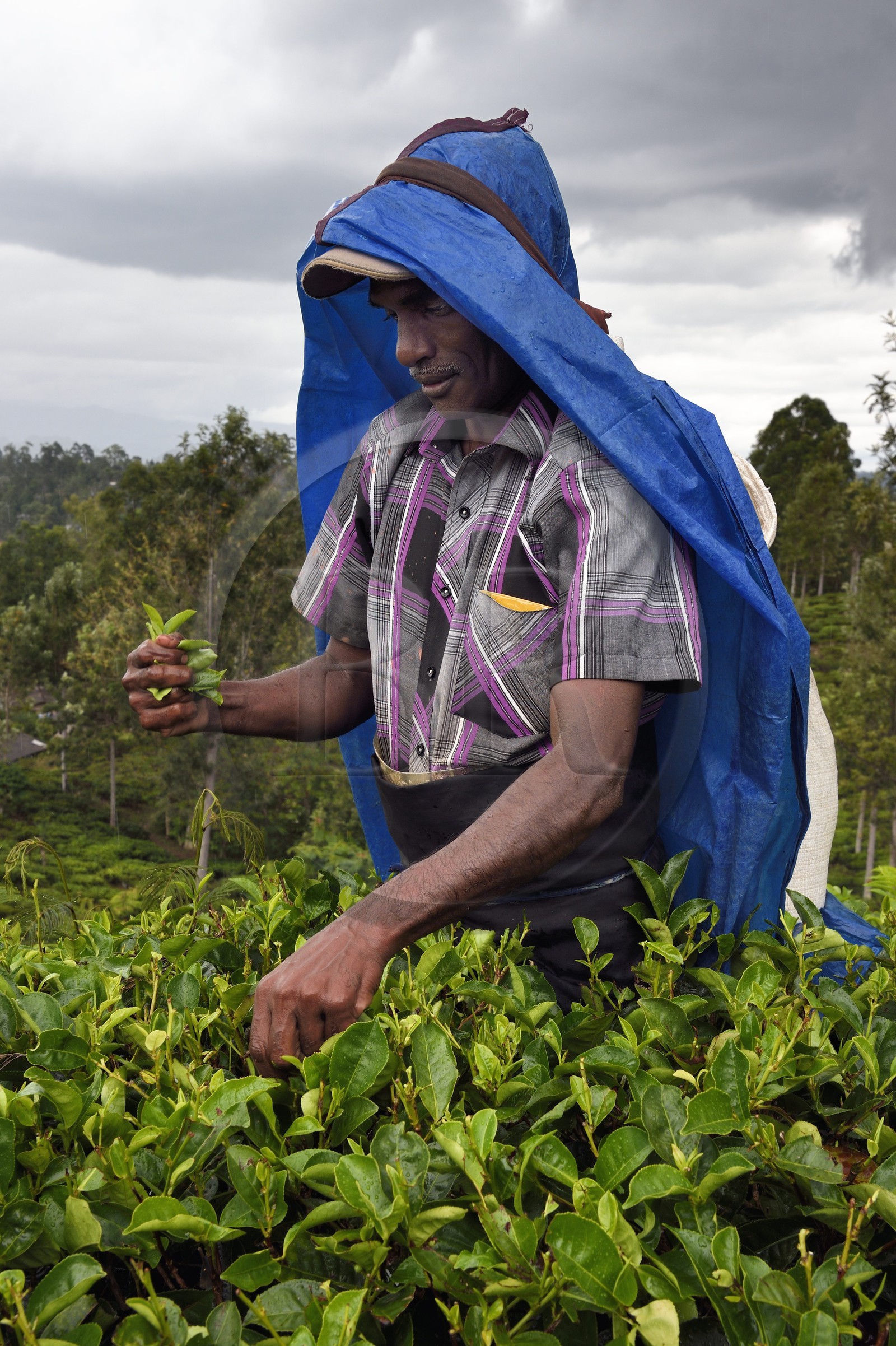 Sri Lanka, Province d'Uva, Bandarawela, cueillette des feuilles dans une plantation de thé