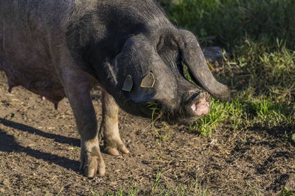 France, Pyrénées-Atlantiques (64), Pays-Basque, vallée des Aldudes, élevage en plein air Pierre Oteiza de porcs basques de race pie noir pour la production du jambon Kintoa AOC, cochette (jeune truie)