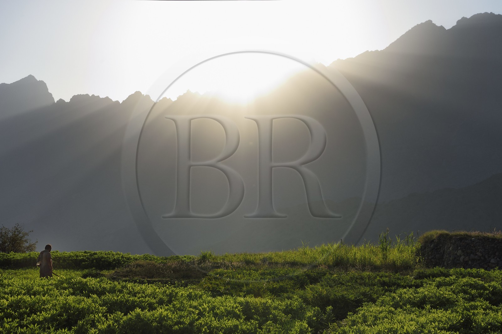 Sultanat d'Oman, Gouvernorat d'Al-Batina du Sud, Hajar occidental, Wadi Mistall, culture en terrasses au dessus du village de Wakan (Wukan), champs de fèves et lentilles