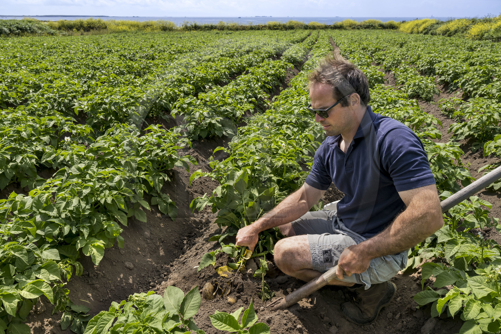 France, Finistère (29), Mer d'Iroise, archipel de Molène, Ile de Quéménès, ferme de Quéménès bio et autonome en énergie, l'agriculteur Etienne Menguy dans son champ de pommes de terre