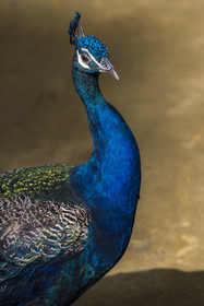 Spain, Andalusia, Seville, the Alcazar of Seville (Reales Alcazares de Sevilla), listed as World Heritage by UNESCO, peacock in the gardens