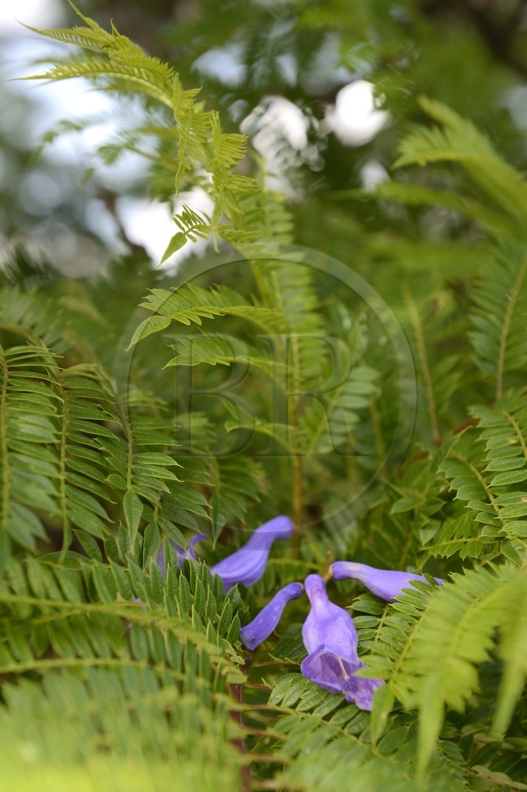 Afrique du Sud, province de Gauteng, Johannesburg, quartier de Westcliff, fleure de Jacaranda
