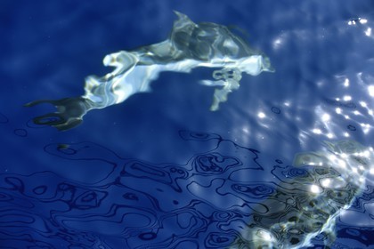 France, Alpes-Maritimes, Saint Jean Cap Ferrat, Pelagos Sanctuary for Mediterranean Marine Mammals, striped dolphin (Stenella coeruleoalba)