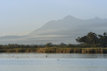France, Haute-Corse (2B), l'étang de Biguglia (stagnu di Chjurlinu), réserve naturelle de Corse (RNC), foulques macroules (Fulica atra)
