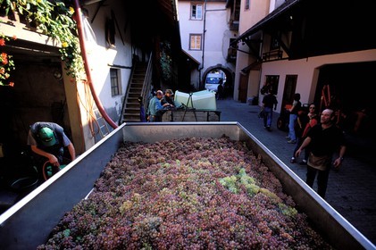France, Haut Rhin, Eguisheim village, labelled Les Plus Beaux Villages de France (The Most Beautiful Villages of France), harvests, grapes arriving to the winemaker