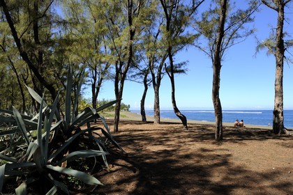 France, Ile de la Reunion, Cote Ouest, Etang-Salé les bains, Chocas bleus (Furcraea foetida) dans la foret de filaos jouxtant la plage