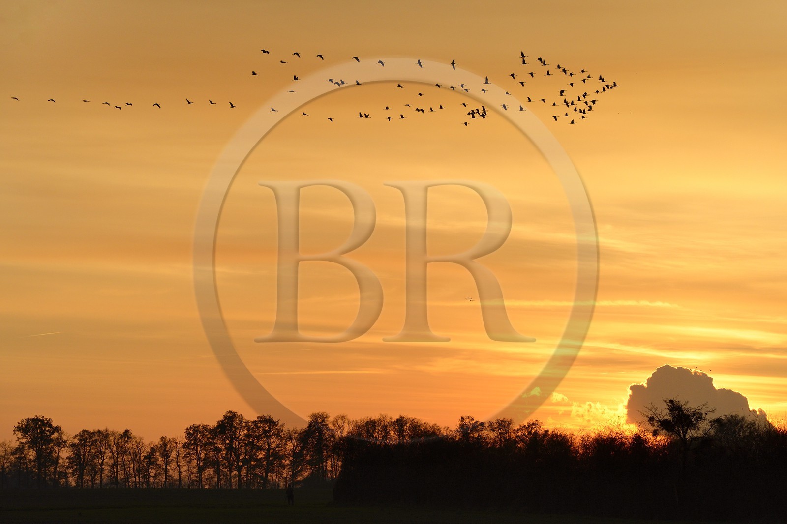 France, Indre, Berry, Parc Naturel Regional de la Brenne (Natural Regional Park of La Brenne), Rosnay, Red Sea pond (etang de la Mer Rouge), Common Crane (Grus grus), flight at sunset