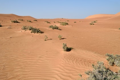 Sultanat d'Oman, gouvernorat de Ash Sharqiyah, désert des Wahiba Sands ou Sharqiya Sands