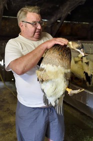 France, Dordogne, Périgord Noir, Saint-Rabier, Bernard Gaillard owners of Ferme-Auberge du Grand Coderc and one of his mulard ducks