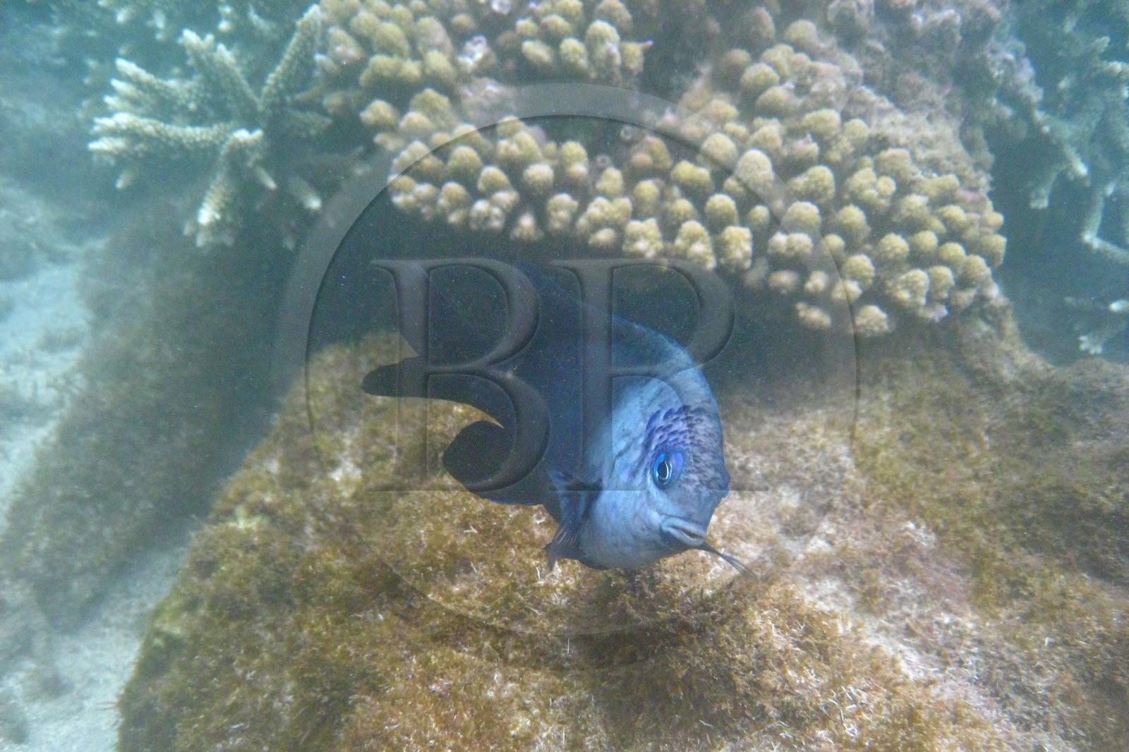 France, île de la Réunion, le récif corallien du lagon de la plage de Saint-Gilles et de l'Ermitage (vue sous-marine)